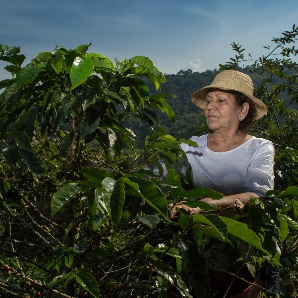 Brazil Bourbon Rojo - Specialty coffee pods
