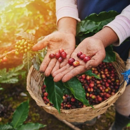 costa rica gourmet single origin specialty coffee 1kg bag