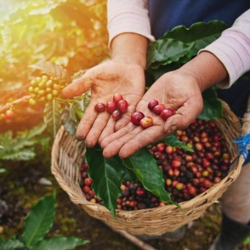costa rica gourmet single origin specialty coffee 1kg bag